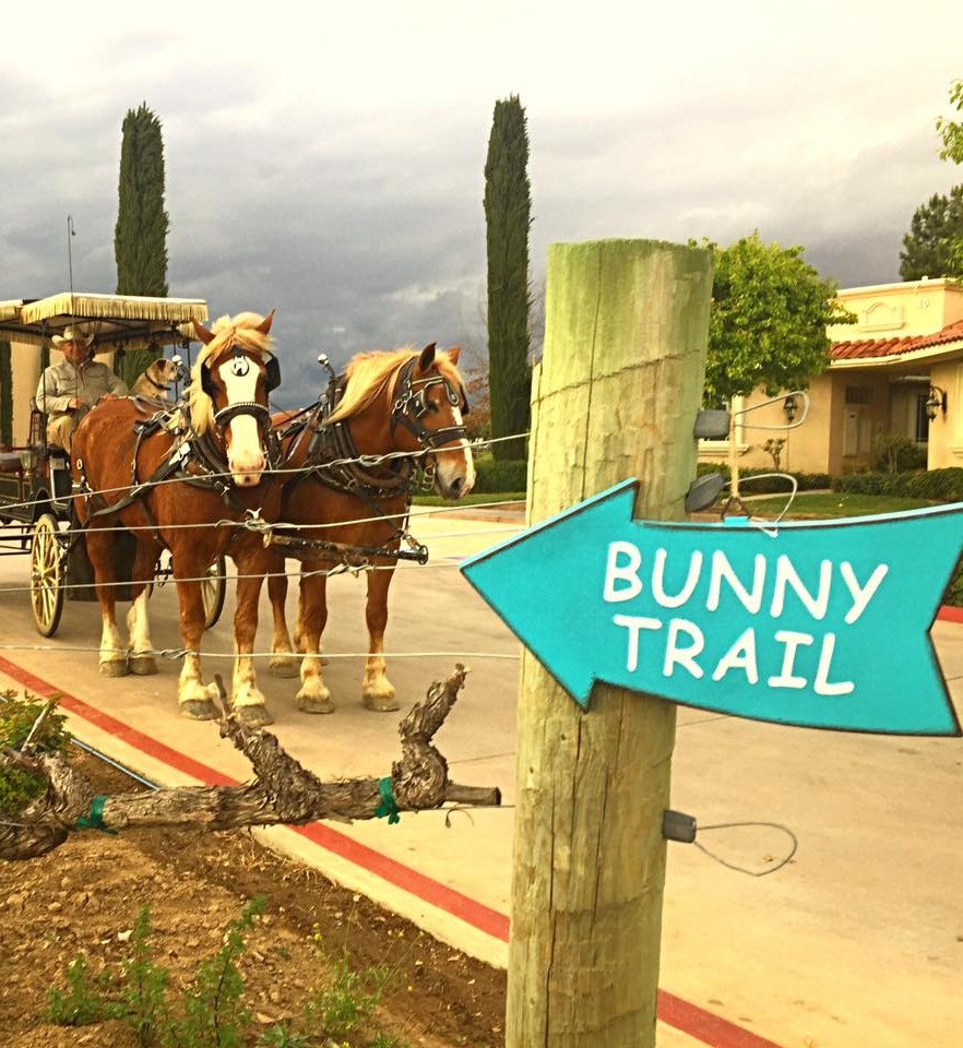 Bunny Trail